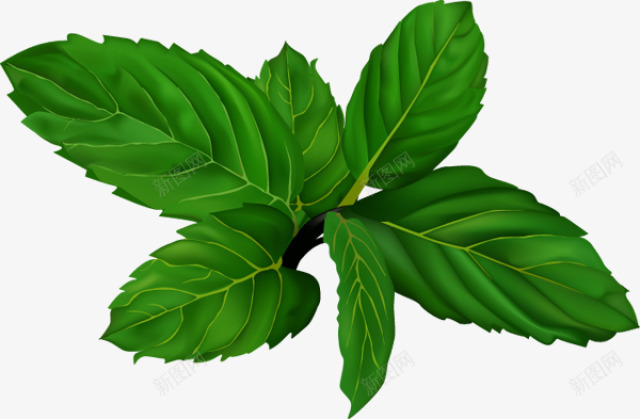 翠绿的薄荷叶png免抠素材_新图网 https://ixintu.com 口香糖原料 树叶 绿色植物 翠绿风格 薄荷叶