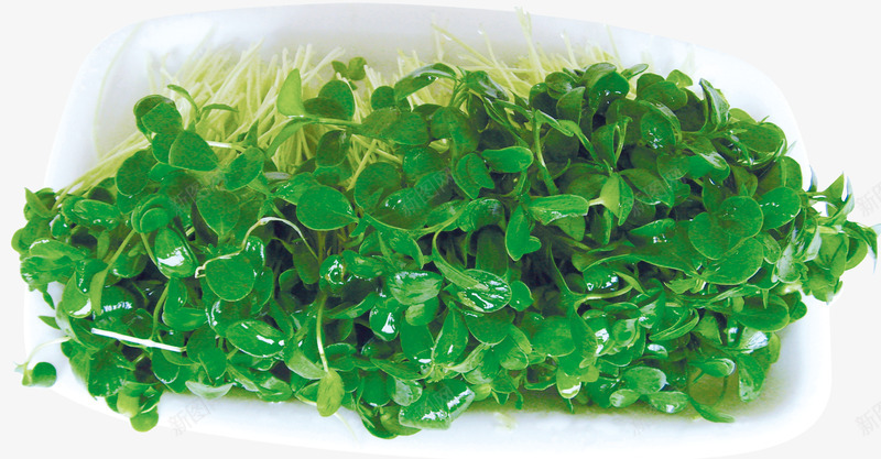 豆苗png免抠素材_新图网 https://ixintu.com 纯天然 绿色豆苗 绿色食品