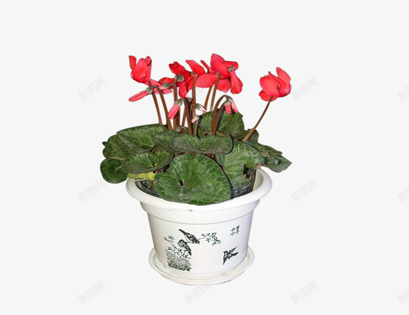 盆栽48png免抠素材_新图网 https://ixintu.com 园艺 培植 盆景 盆栽 观赏品