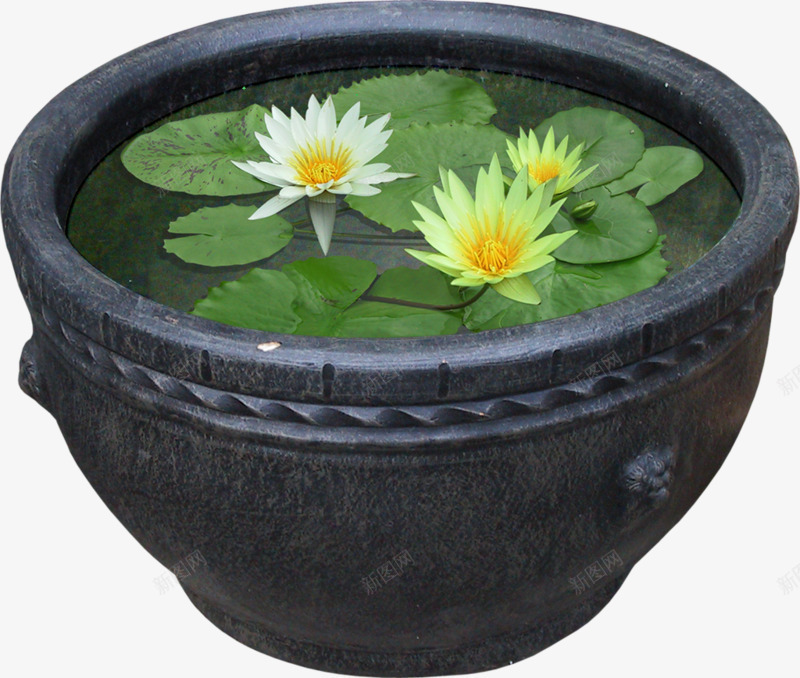 一缸睡莲png免抠素材_新图网 https://ixintu.com 植物 水 睡莲 缸 荷叶