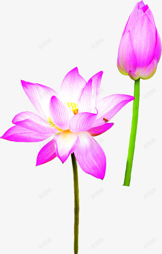 粽情端午蓝色荷花花苞png免抠素材_新图网 https://ixintu.com 端午 花苞 荷花 蓝色