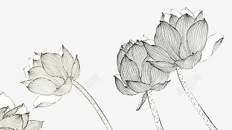 荷花莲花png免抠素材_新图网 https://ixintu.com 手绘荷花 素描莲花 黑白荷叶