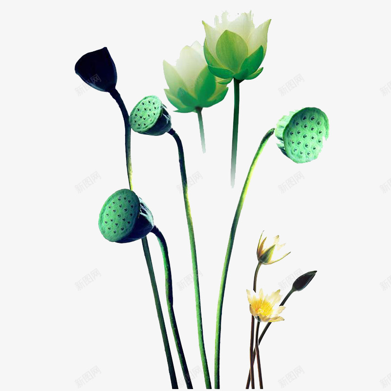 荷花png免抠素材_新图网 https://ixintu.com 荷花 莲子 莲花 莲蓬