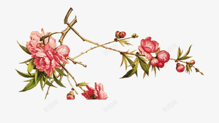 手绘红色菊花植物png免抠素材_新图网 https://ixintu.com 手绘 植物 素材 红色 菊花