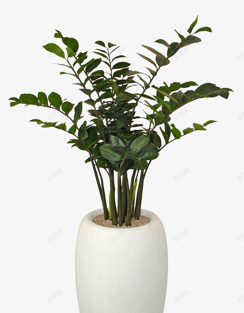 绿色小盆栽png免抠素材_新图网 https://ixintu.com 实物 植物 白色盆子 盆栽