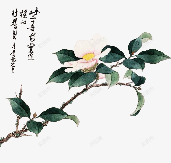 手绘山茶花png免抠素材_新图网 https://ixintu.com 中国风 山茶花 山茶花图 手绘 插画 树枝 绿叶 花卉 花朵 花树 鲜花