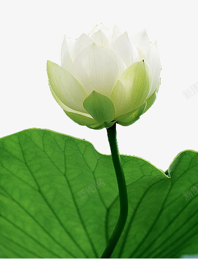 白色莲花和荷叶png免抠素材_新图网 https://ixintu.com 唯美 淡雅 清新 白莲花 荷叶 荷花