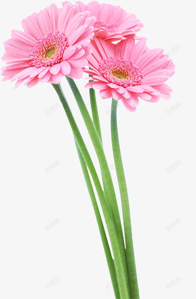 粉色的插花png免抠素材_新图网 https://ixintu.com 插花 粉色 菊花