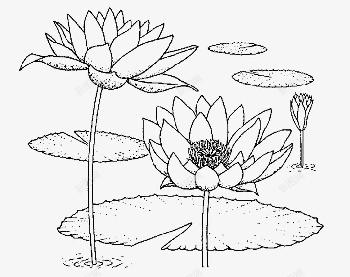 简笔线条荷花儿图案png免抠素材_新图网 https://ixintu.com 简笔画 简笔画荷花 简笔画莲花 荷花 荷花儿 荷花简笔 莲花