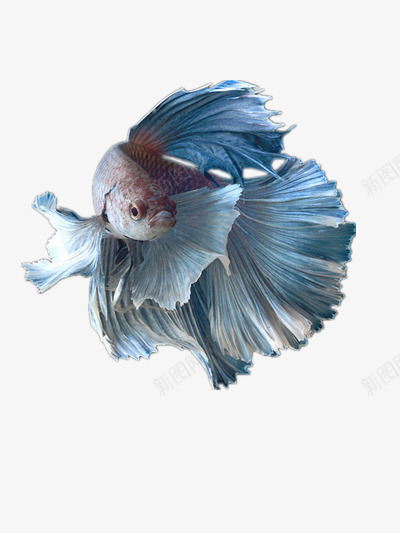 斗鱼png免抠素材_新图网 https://ixintu.com 斗鱼 泰国 海洋生物 蓝色