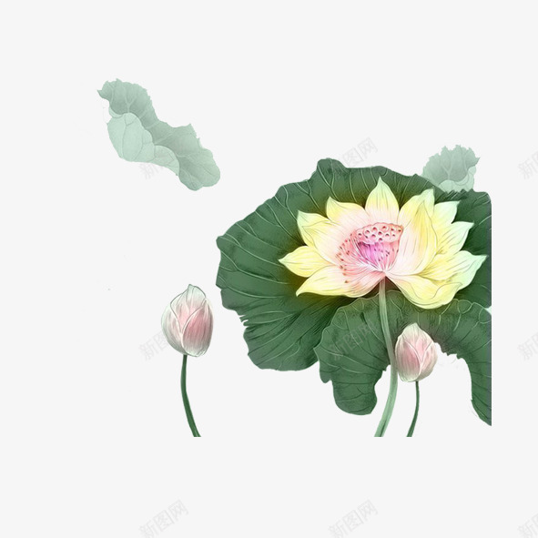 工笔画莲花png免抠素材_新图网 https://ixintu.com 工笔画莲花 手绘花卉 荷花 莲蓬