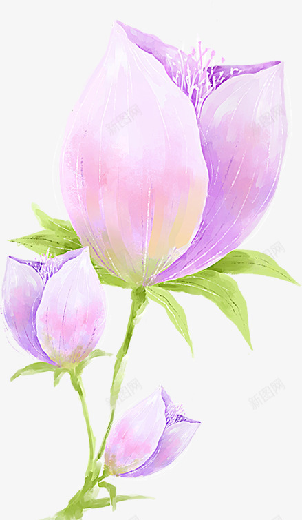 手绘紫色花苞卡片png免抠素材_新图网 https://ixintu.com 卡片 紫色 花苞