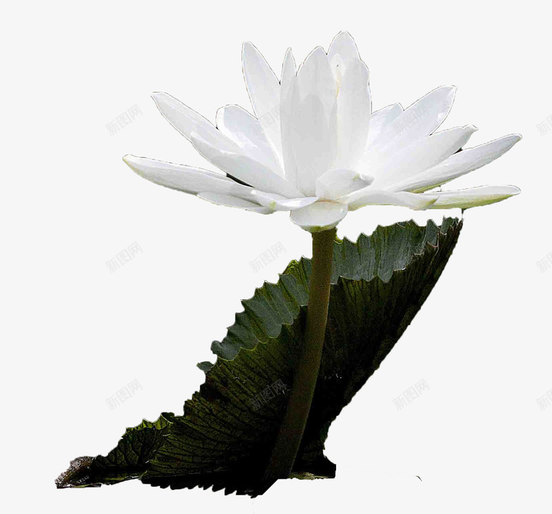 白色睡莲睡美人带荷叶png免抠素材_新图网 https://ixintu.com 夏天睡莲 开花植物 池塘 白睡莲 睡莲 睡莲睡美人 自然花 花卉鲜花 黄色花蕊