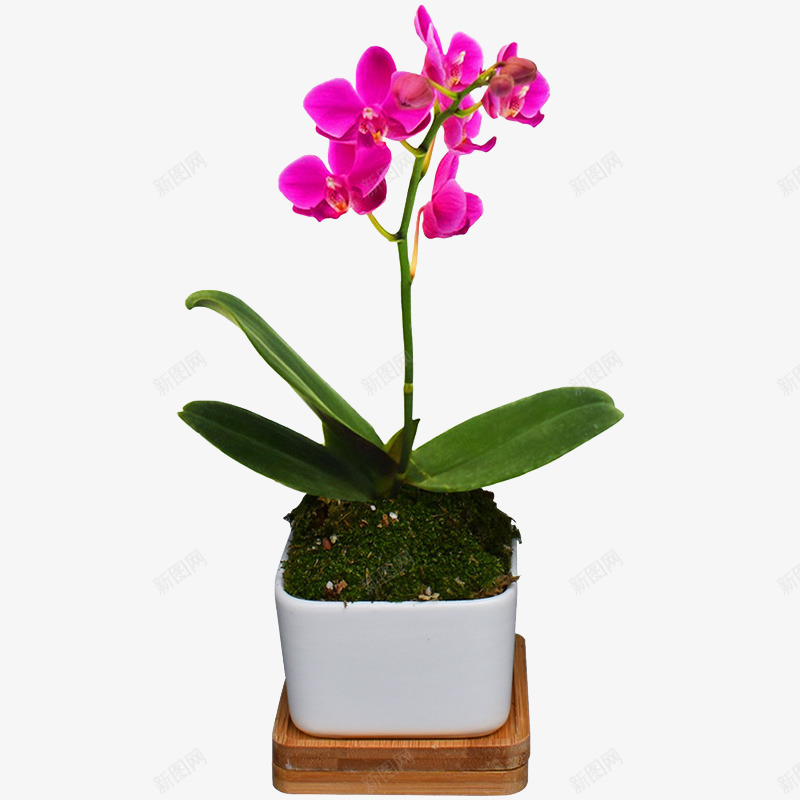 盆栽紫花绿叶鲜花植物png免抠素材_新图网 https://ixintu.com 植物 盆栽 紫花 绿叶 鲜花