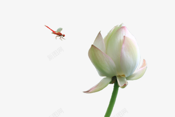 蜻蜓与荷花png免抠素材_新图网 https://ixintu.com 小荷才露尖尖角 点缀 美丽风景 莲花 还未开的荷花 飞舞的红蜻蜓