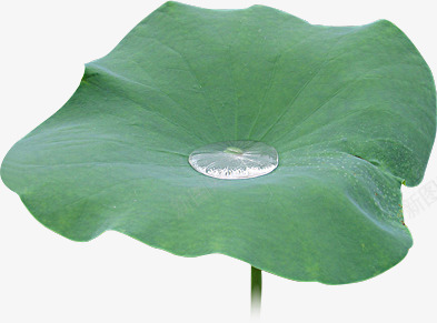 承露水的大荷叶png免抠素材_新图网 https://ixintu.com 荷叶 露水