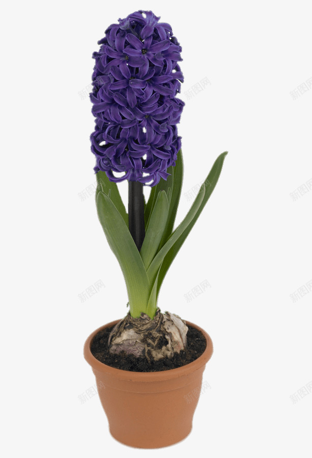 实物风信子png免抠素材_新图网 https://ixintu.com 产品实物 植物 盆栽 种植 花卉 装饰花朵 风信子