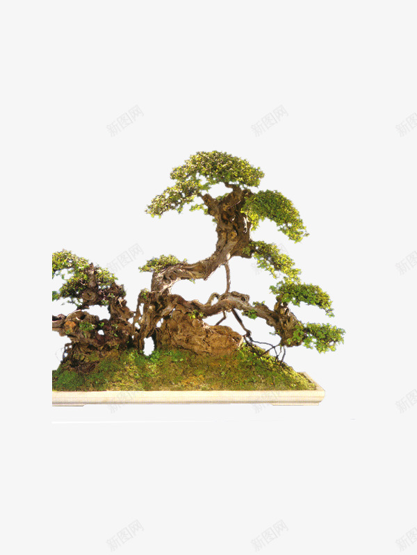 奇石松柏盆栽png免抠素材_新图网 https://ixintu.com 优雅 古风 奇石 松柏