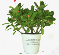 绿色清新盆栽植物花盆png免抠素材_新图网 https://ixintu.com 植物 清新 盆栽 绿色 花盆