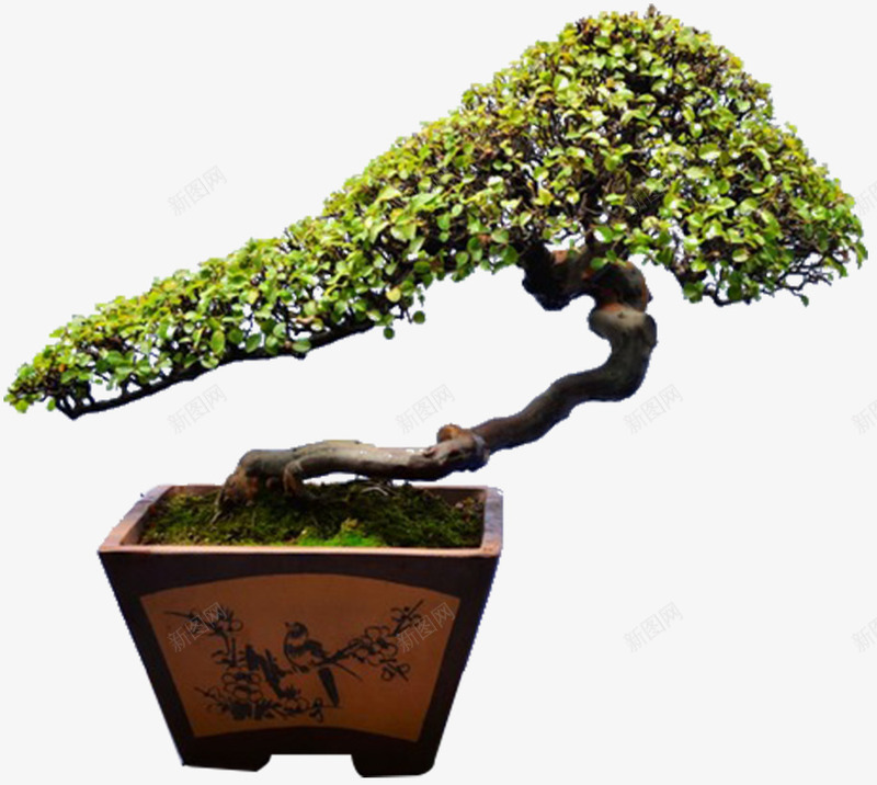 古榕树盆栽景观png免抠素材_新图网 https://ixintu.com 古树 古榕树 景观 树根 榕 榕树 盆 盆栽 绿色