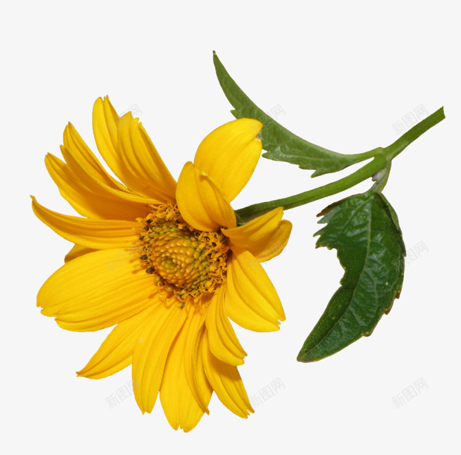 黄色菊花花枝花朵png免抠素材_新图网 https://ixintu.com 花朵 花枝 菊花 黄色