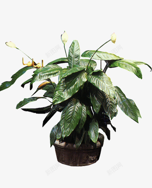 盆栽png免抠素材_新图网 https://ixintu.com 园艺 树木盆景 盆栽 盆栽植物