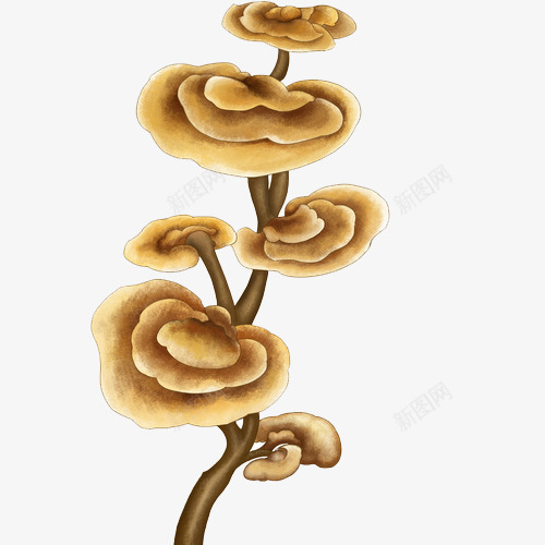 手绘黄色灵芝草png免抠素材_新图网 https://ixintu.com 中国风 保健 手绘 手绘灵芝 灵芝草 灵药 药材 野生