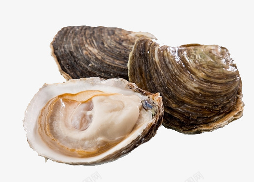 生蚝png免抠素材_新图网 https://ixintu.com 海鲜 白色 纹路 食品