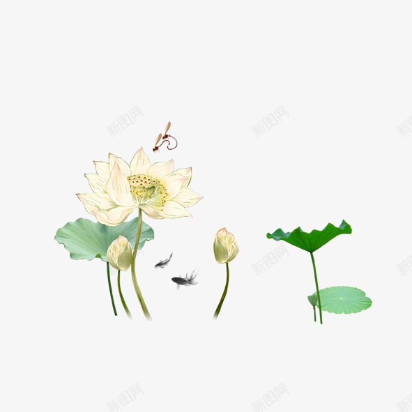 荷花与荷叶png免抠素材_新图网 https://ixintu.com 中国风 中国风莲花 夏季荷花图 池塘 竹子荷花荷叶满池塘 荷叶 荷花 莲花 莲花水墨画 青莲