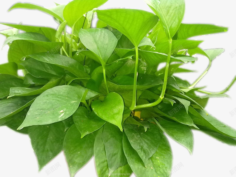 绿色的观赏植物png免抠素材_新图网 https://ixintu.com 保护眼睛 叶子 盆栽 绿色植物 绿萝叶子 装饰房间 观赏