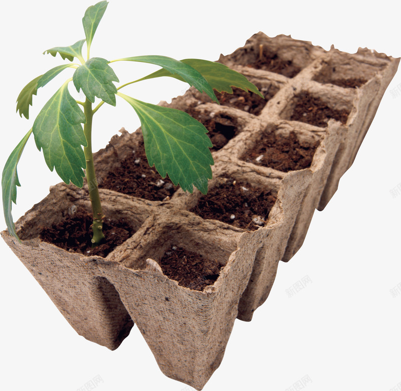 盆里的植物png免抠素材_新图网 https://ixintu.com PNG 植物 盆栽 绿植