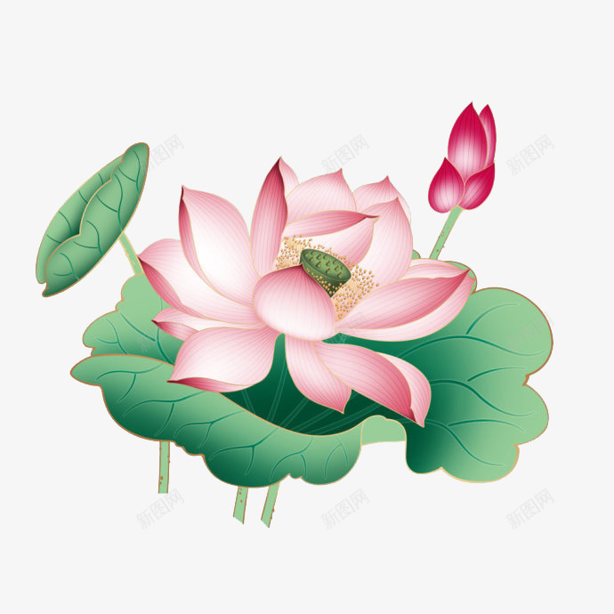 唯美的荷花png免抠素材_新图网 https://ixintu.com 美丽花朵 荷花 莲花