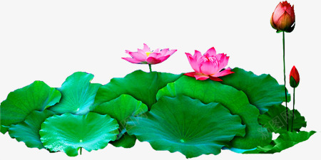 绿色荷叶粉色花朵png免抠素材_新图网 https://ixintu.com 粉色 绿色 花朵 荷叶