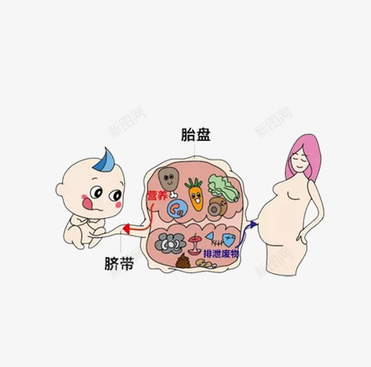 婴儿脐带里的营养png免抠素材_新图网 https://ixintu.com 出生 婴儿 宝宝 小娃娃 新生儿 母婴 胎儿 胚胎 脐带 脐带血 诞生 降临