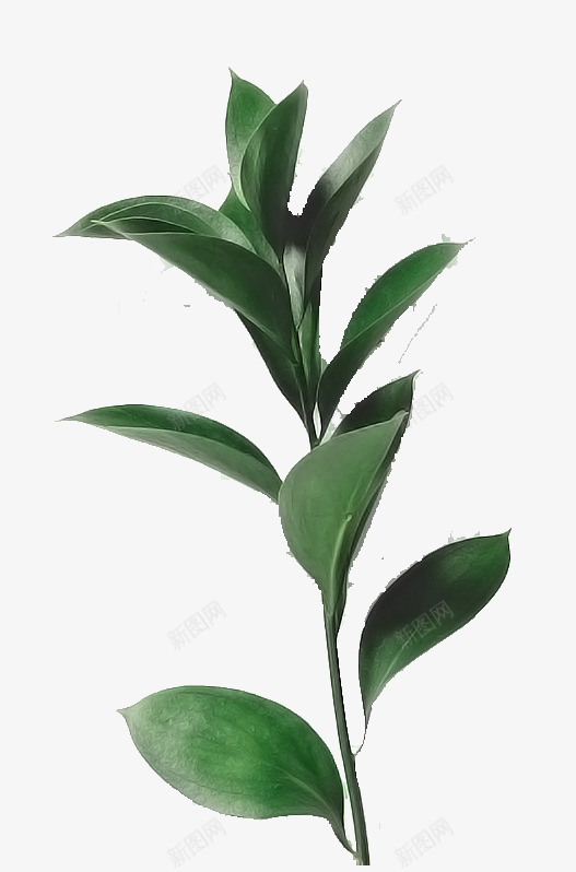 创意手绘合成效果绿色的植物盆栽png免抠素材_新图网 https://ixintu.com 创意 合成 效果 植物 盆栽 绿色