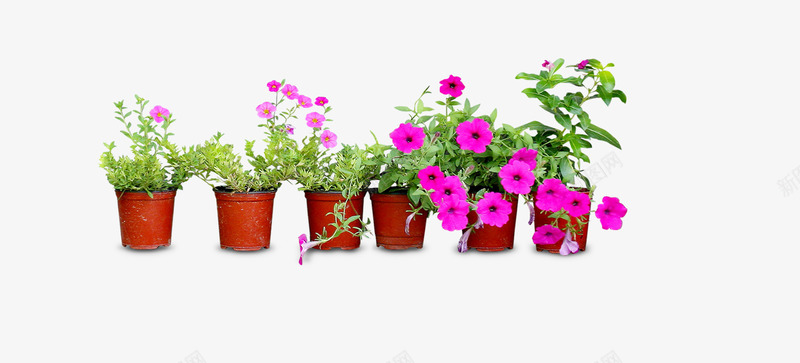 花png免抠素材_新图网 https://ixintu.com 盆栽 真花 装饰