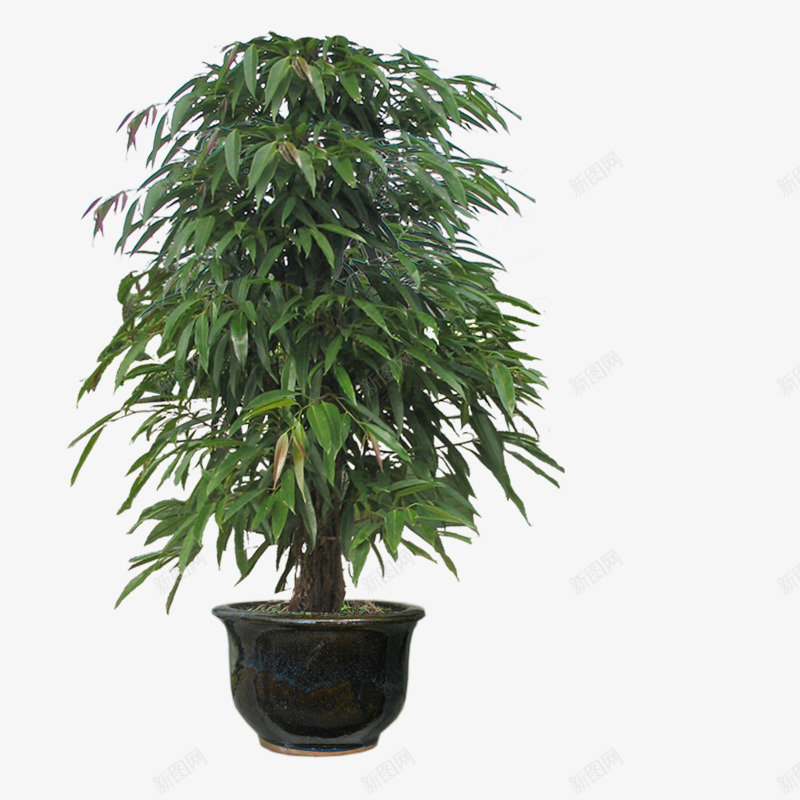 绿色长叶榕png免抠素材_新图网 https://ixintu.com 盆栽 绿色 观赏树 长叶榕