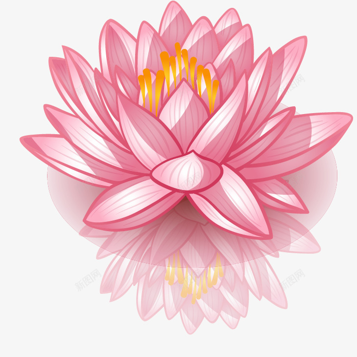 手绘莲花png免抠素材_新图网 https://ixintu.com 倒影 睡莲 粉色 荷花