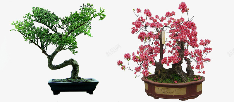 室内摆设盆景装饰png免抠素材_新图网 https://ixintu.com 植物 盆栽 素材 绿色