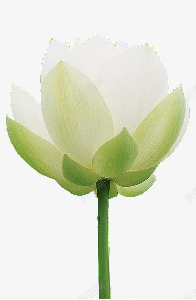 一朵白莲png免抠素材_新图网 https://ixintu.com 出淤泥而不染 淡雅 清新 清洁 花卉 花朵 荷花 莲花