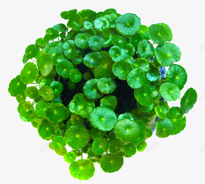 铜钱草绿色植物png免抠素材_新图网 https://ixintu.com 免抠素材 盆栽 绿色植物 铜钱草