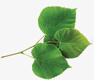 教师节绿色树叶卡片png免抠素材_新图网 https://ixintu.com 卡片 教师节 树叶 绿色
