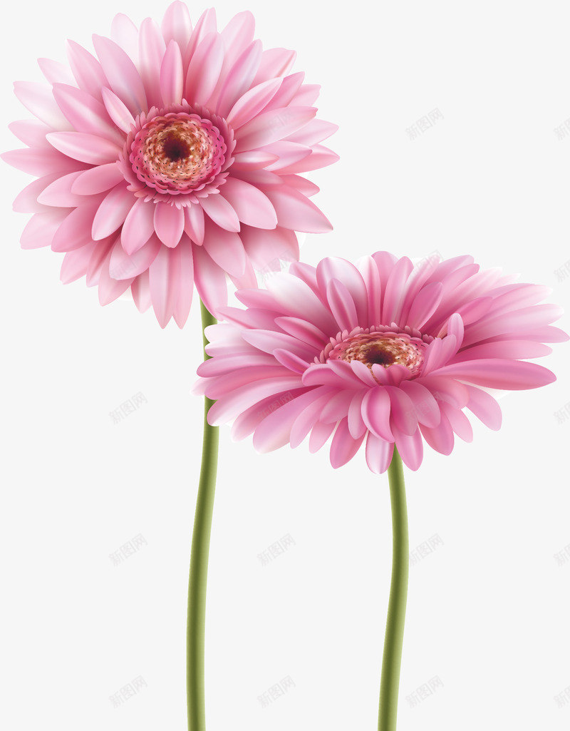 粉色清新的菊花png免抠素材_新图网 https://ixintu.com 一束菊花 植物 清新 粉色 粉菊 花 花朵 菊花