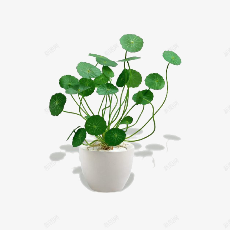 盆栽金钱草矢量图ai免抠素材_新图网 https://ixintu.com 植物 盆栽 绿色植物 金钱草 矢量图