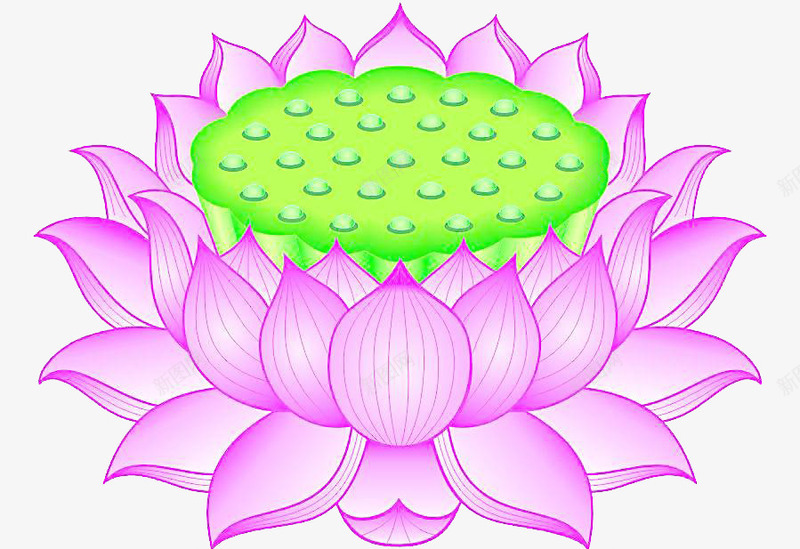 粉色的莲花座png免抠素材_新图网 https://ixintu.com 夏天 粉色 绿色 荷花 莲花宝座