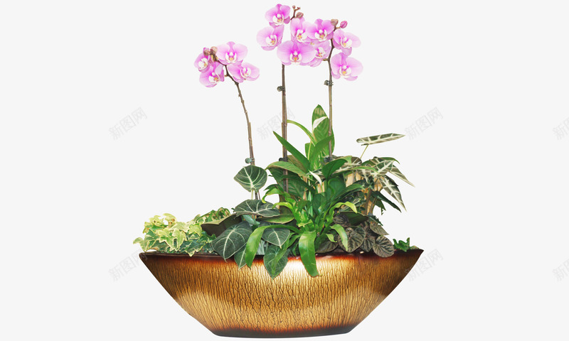 蝴蝶兰png免抠素材_新图网 https://ixintu.com 植物 盆栽 绿色 蝴蝶兰