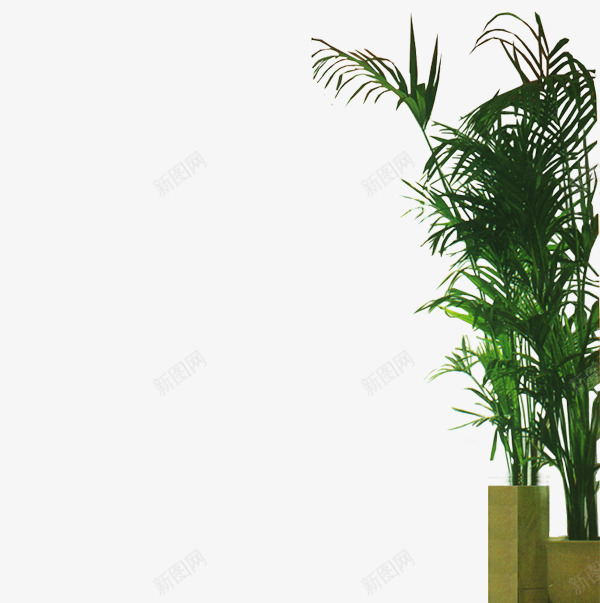 盆栽png免抠素材_新图网 https://ixintu.com 植物 绿色 翠竹