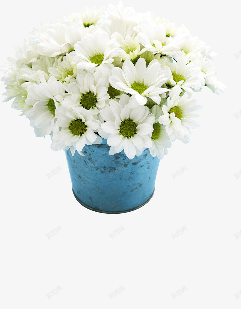 白色纯洁花朵盆栽节日png免抠素材_新图网 https://ixintu.com 白色 盆栽 纯洁 节日 花朵