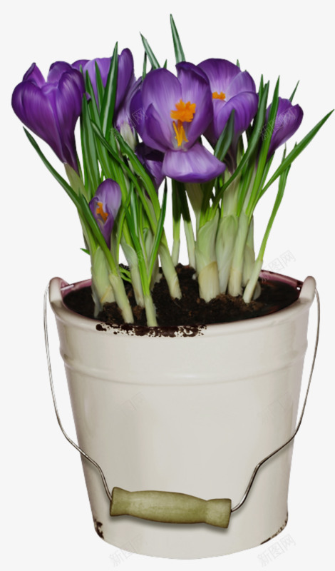 盆栽种植png免抠素材_新图网 https://ixintu.com 大蒜 植物 盆栽 鲜花