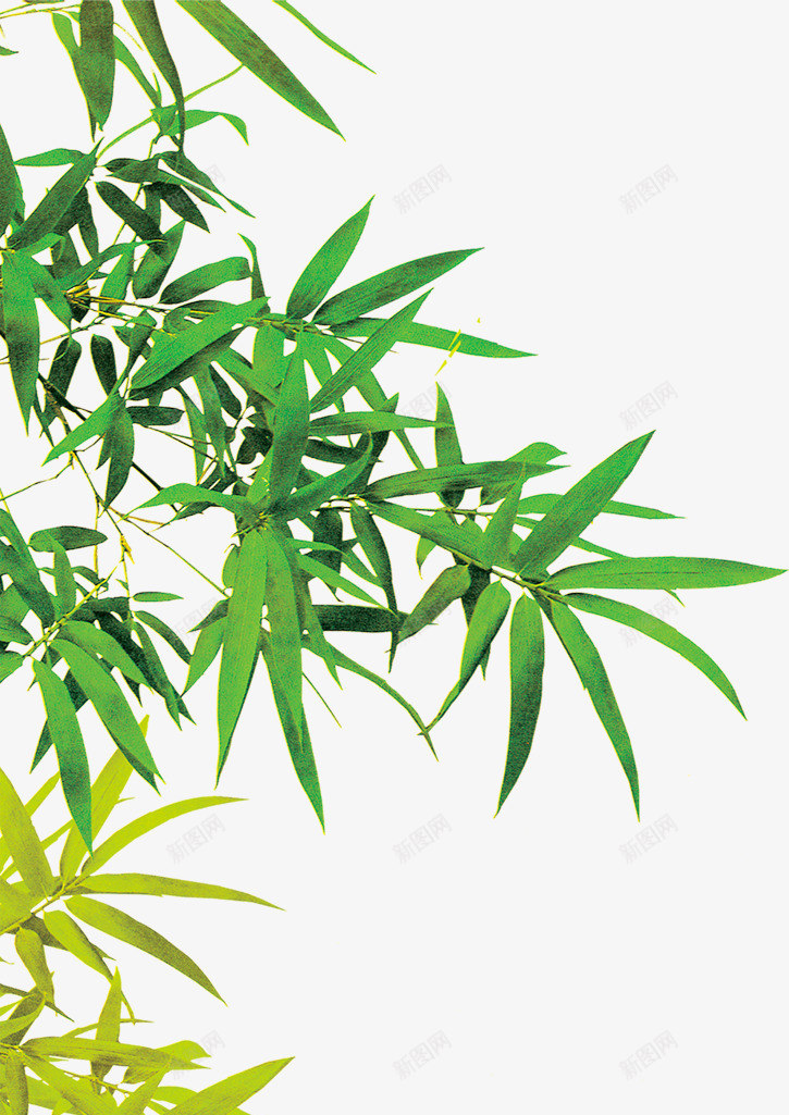 伸展的绿色竹叶端午png免抠素材_新图网 https://ixintu.com 伸展 端午 竹叶 绿色